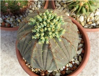 f96b47bd-euphorbia obesa symmetrica.JPG